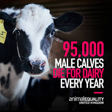 the number of male calves that are killed each year in the UK 